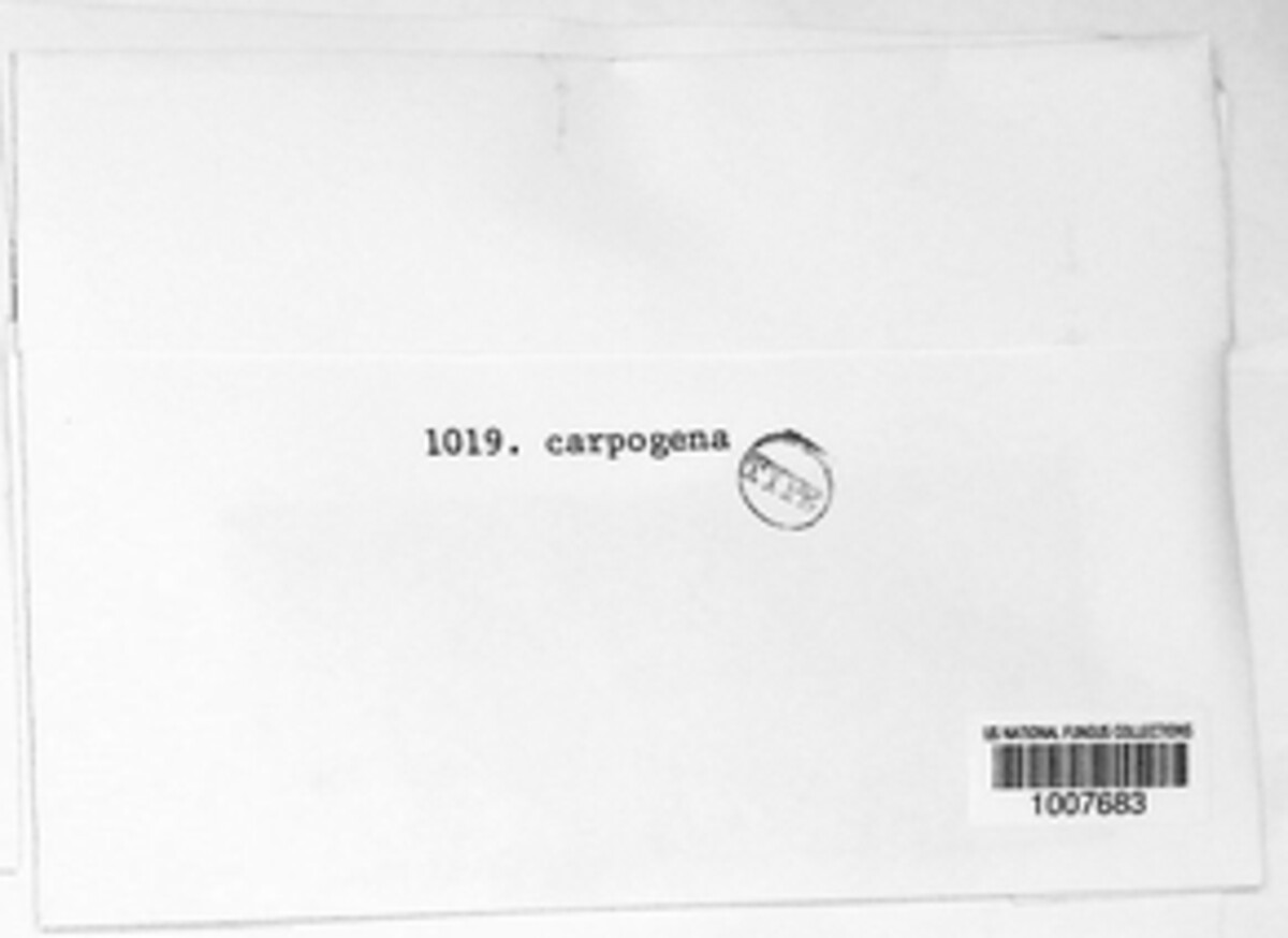 Phomopsis carpogena image